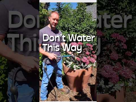 5 Reasons Not to Overhead Water #shorts #watering #garden