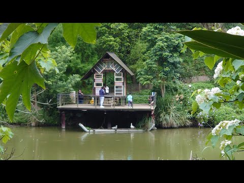 峨眉十二寮賞桐花