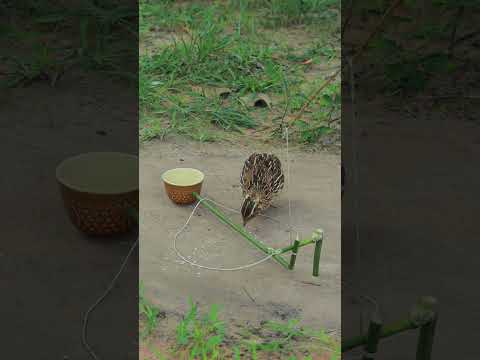 Primitive Quail Trap #shortvideo #youtubeshorts #shorts