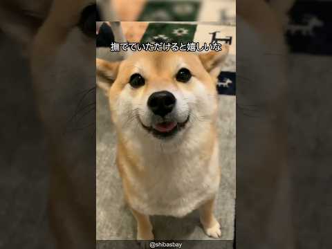 柴犬の可愛すぎる解説 #shorts #shibainu