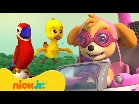 PAW Patrol Rescues Birds! 🐤 10 Minute Compilation | Nick Jr.