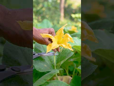 Kumro Phool Bhaja #shorts