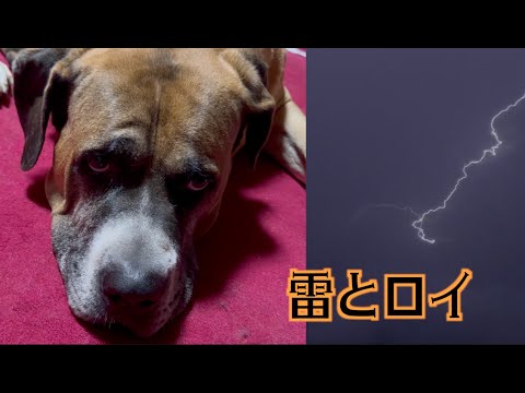 雷が怖くなったロイおじ