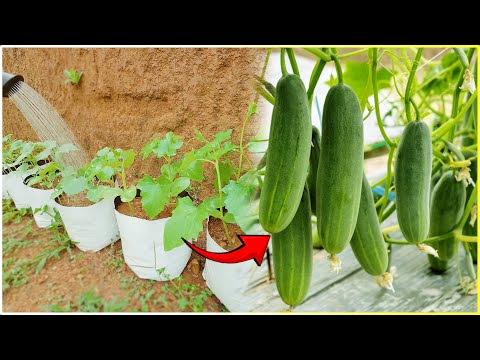 Grow CUCUMBER Like a Pro at Home in 30 Days