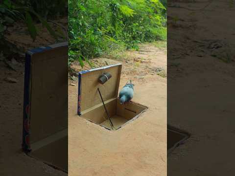 Pigeon Trapping Design #shorts #ytshorts #animaltrap