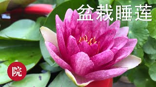 【彬彬有院】花•如何养睡莲------家庭盆栽睡莲 Water lily