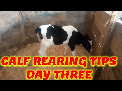 Calf Rearing Tips Day three