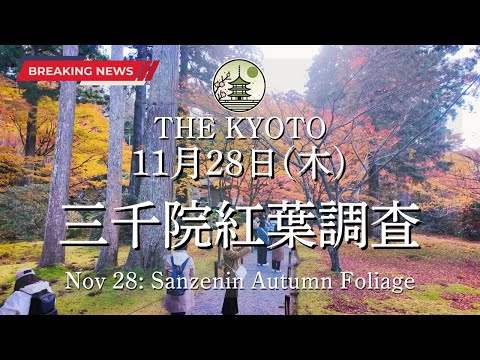 The autumn foliage status of Sanzen-in on November 28th (Thursday)