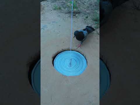 Primitive Pigeon Trap #ytshorts #shortvideo #youtubeshorts