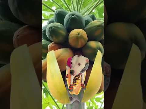 EZ_Zola papaya #ezfam #blueberry #funnyshorts #zola #petdog #funnydog #doglover #papaya