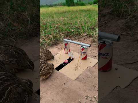 Easy Creative Underground Quail Trap Using Paper Box And Cans #shortsvideo