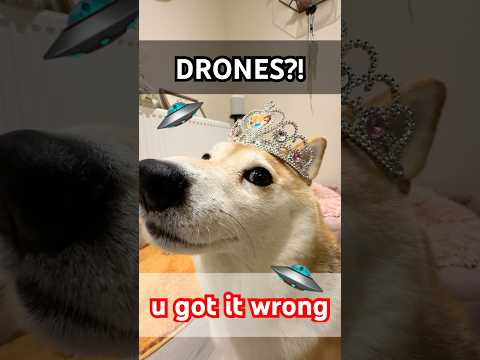 MYSTERIOUS DRONES in New Jersey?! TRUTH revealed 😳 #shibainu