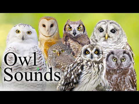 The Best Owl Sounds🦉- Different Types of North American Owls and Their Sounds🎶