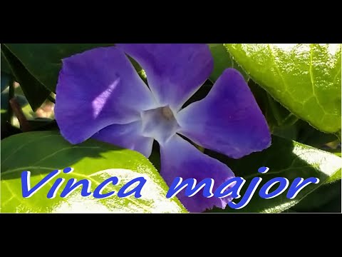 ツルニチニチソウ　【清明】　periwinkle(ペーリーウィンクル)　　Vinca major