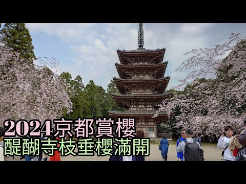 2024京都賞櫻：醍醐寺枝垂櫻滿開（醍醐花見：體會400年前賞櫻大會的絕世風采）