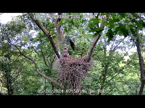 05/28/2024 Both eaglets back at the nest.