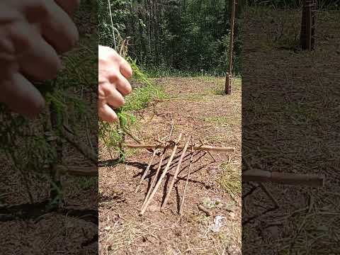 A TRAP TO SURVIVE IN THE FOREST  #wood #trap #survival #nature