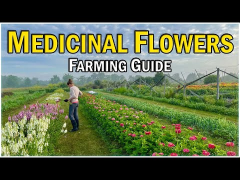 Medicinal Flower Plants Farming