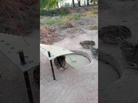 DIY Creative - Best DIY Underground Quail Trap Using Paper Box #shorts #diy_creative