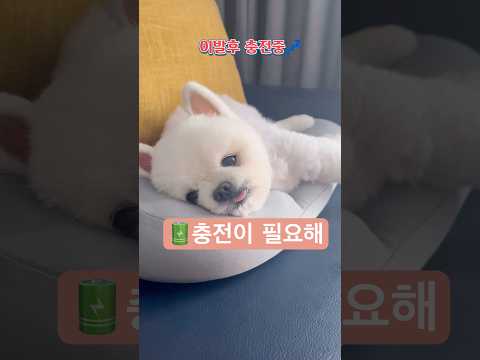 🔋미용후 충전이필요해💤#개피곤 #애견미용 #충전 #피곤해 #pomeranian#강아지 #cutedog #cúncondễthương#shorts #강아지쇼츠