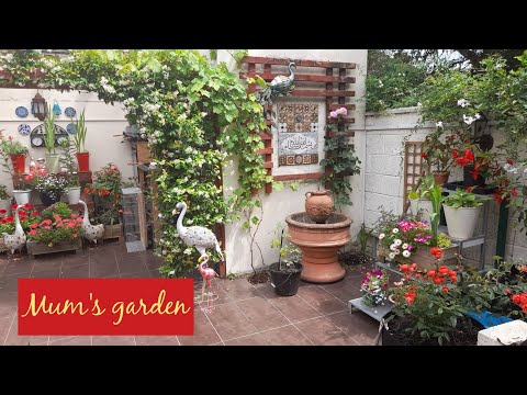 Inside Mum's Small London Garden ~ Star Jasmine Update