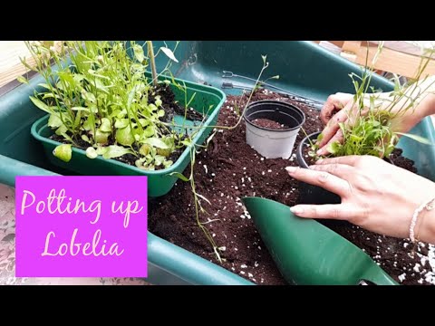 Potting Up Lobelia Grown from Seed ~ Chilled Garden Session 💜