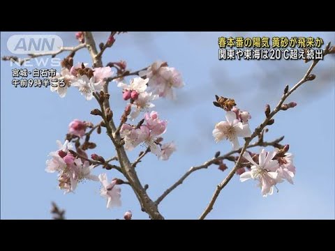 全国的に春本番の陽気 関東や東海は20℃超え続出　黄砂が飛来か(2025年3月13日)