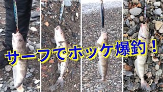 【北海道】道南日本海側サーフ：サクラマスを狙いに行ったらホッケが爆釣に海アメもHIT！！