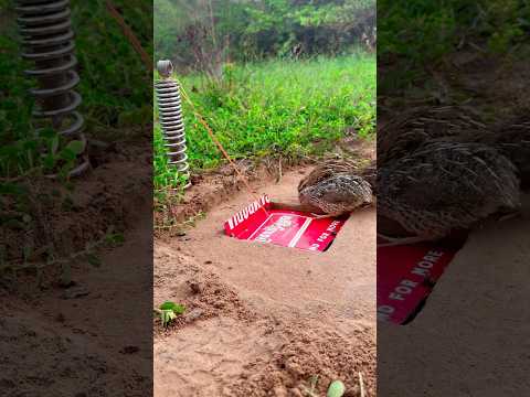 Easy Best Quail Trap#shorts