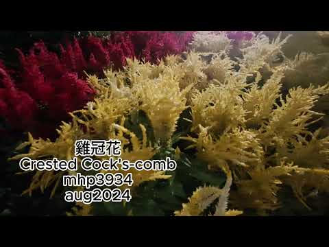 雞冠花 Crested Cock's-comb mhp3934 aug2024