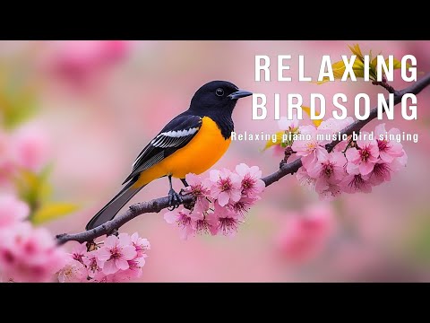 Serene Spring Birdsong 🌸 Gentle Relaxing Piano Music, Nature Sounds for Sleep, Calm, Stress Relief