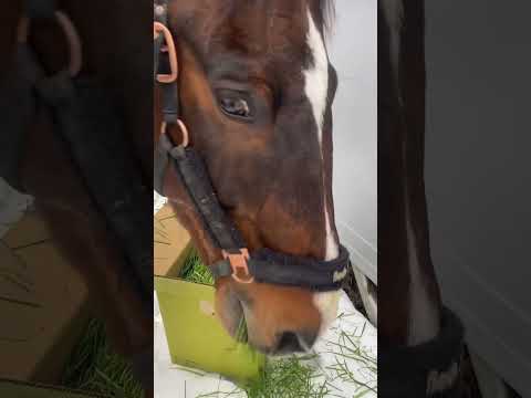 生牧草ありがとうございます🐴🥕#サチモ #楽しいクリスマスになりました