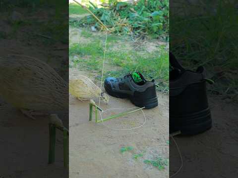 Easy bird trap with shoe #shortvideo #ytshorts #shorts