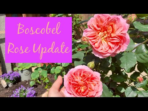 An Intimate Look at David Austin Boscobel Rose ~ First Blooms ~ June 2021 ~ UK