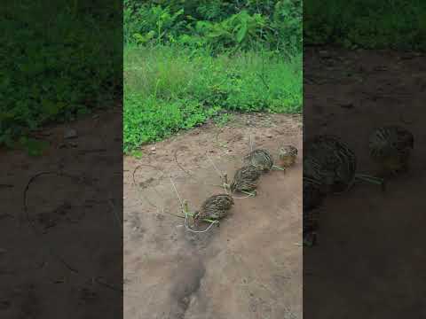 Primitive Create Effective Quail Trapping Using Wood #shortvideo #birds #animaltrap