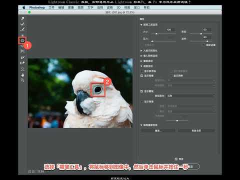 Lightroom Classic 教程，如何將照片從 Lightroom 移至Ps，在 Ps 中爲照片應用濾鏡？