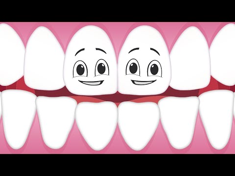 Learn About Your Teeth! | Human Body Songs For Kids | KLT Anatomy