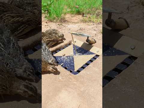 Create Amazing DIY Quail Trap #Shorts