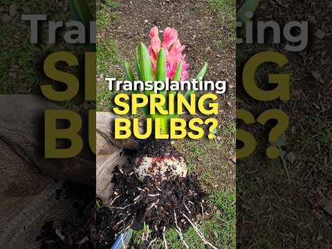 We Transplanted and Grouped THESE Bulbs Together #shorts #flowers