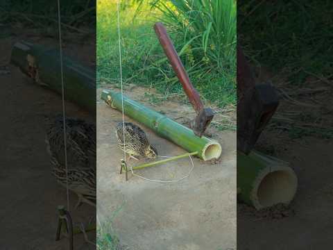 Amazing Creative Quail Traps Video #birdtrap #shortvideo #ytshorts