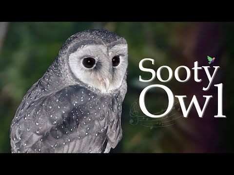 The Sound of Sooty Owl - Owl Sounds - Bird Sounds