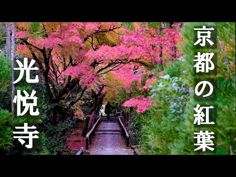 November 27, 2024 Autumn leaves in Kyoto Koetsuji Temple