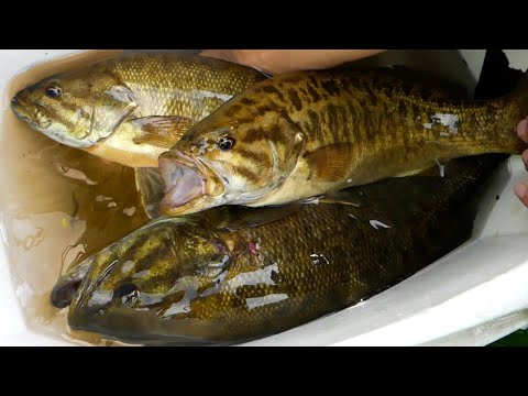 Eating the STINKIEST basses from the SEWER【ENG SUB】