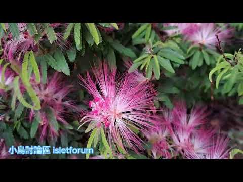 很幸運，在合歡花／合歡樹盛況時拍到 Pink silk tree／Persian silk tree mhp3772 may2024