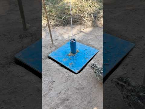 Amazing Creative Underground Quail Trap - Best Underground Quail Trap #shorts