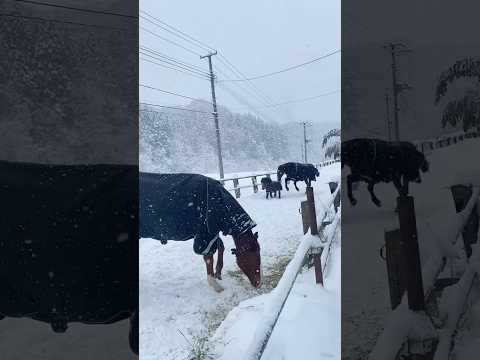 (脱走)ポニーを捕まえようとがんばるさっちゃん #サチモ #小次郎 #もうヘトヘト #horses #ミニチュアポニー #kwpn