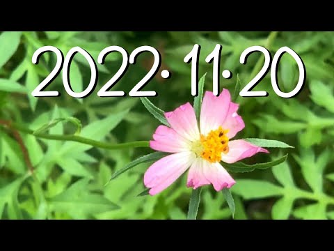 2022年11月20日