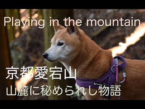 【秘境愛宕山山麓の歴史を辿る旅】京都愛宕山山麓の秘境にゆずの里として名の知れた水尾。この京と丹波を結ぶ交通の要衝のこの地にも古くから伝わる物語があります♪あおいさんと共にした旅をお届けしますね🤗