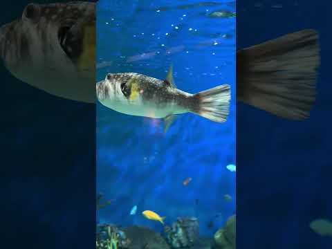 #品川水族館#東京水族館#海生館