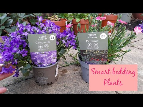 Shopping Smart ~ Choosing Bedding Plants that Last for More than a Season 🌸